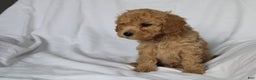 Mixed Breed dogs for sale: CavaPooChon male - JASPER - Ad 6