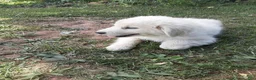 Great Pyrenees dogs for sale: Shasta - Ad 7