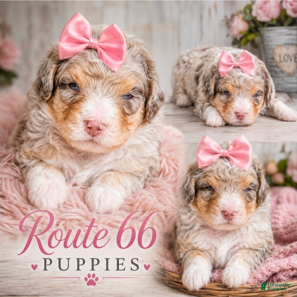 Bernedoodle dogs Bernedoodle 10 - Ad 1