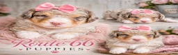 Bernedoodle dogs for sale: Bernedoodle 10 - Ad 1