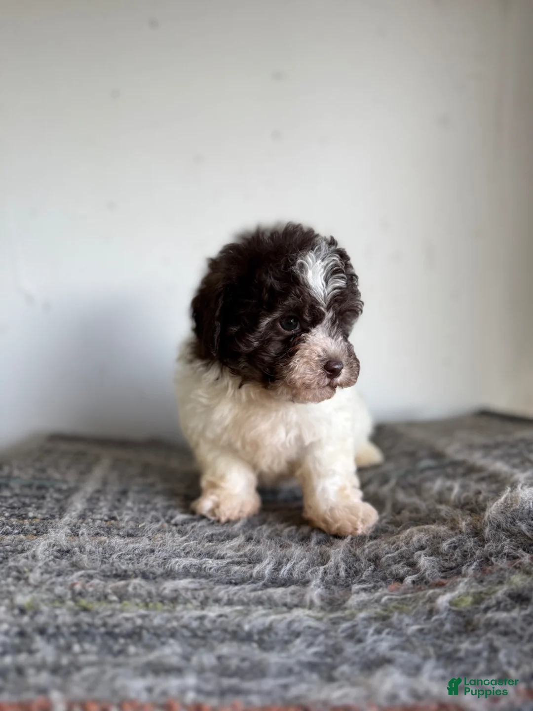 Shihpoo dogs for sale: Nathaniel  - Ad 3
