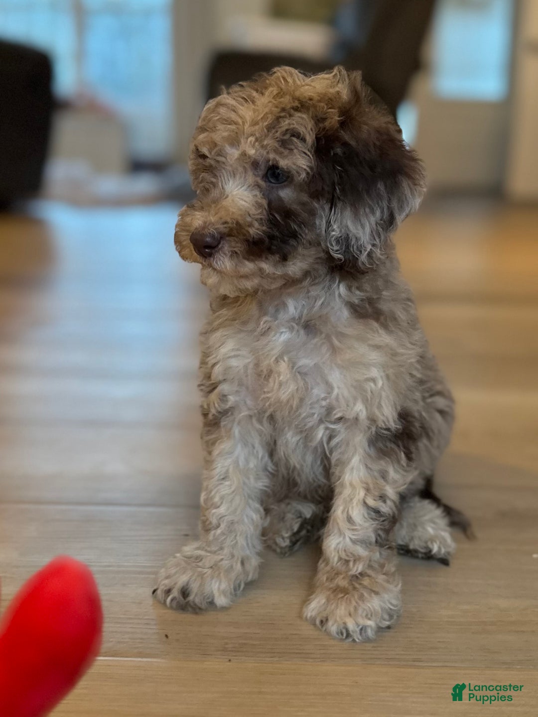 Mini Goldendoodle dogs for sale: Molly - Ad 2