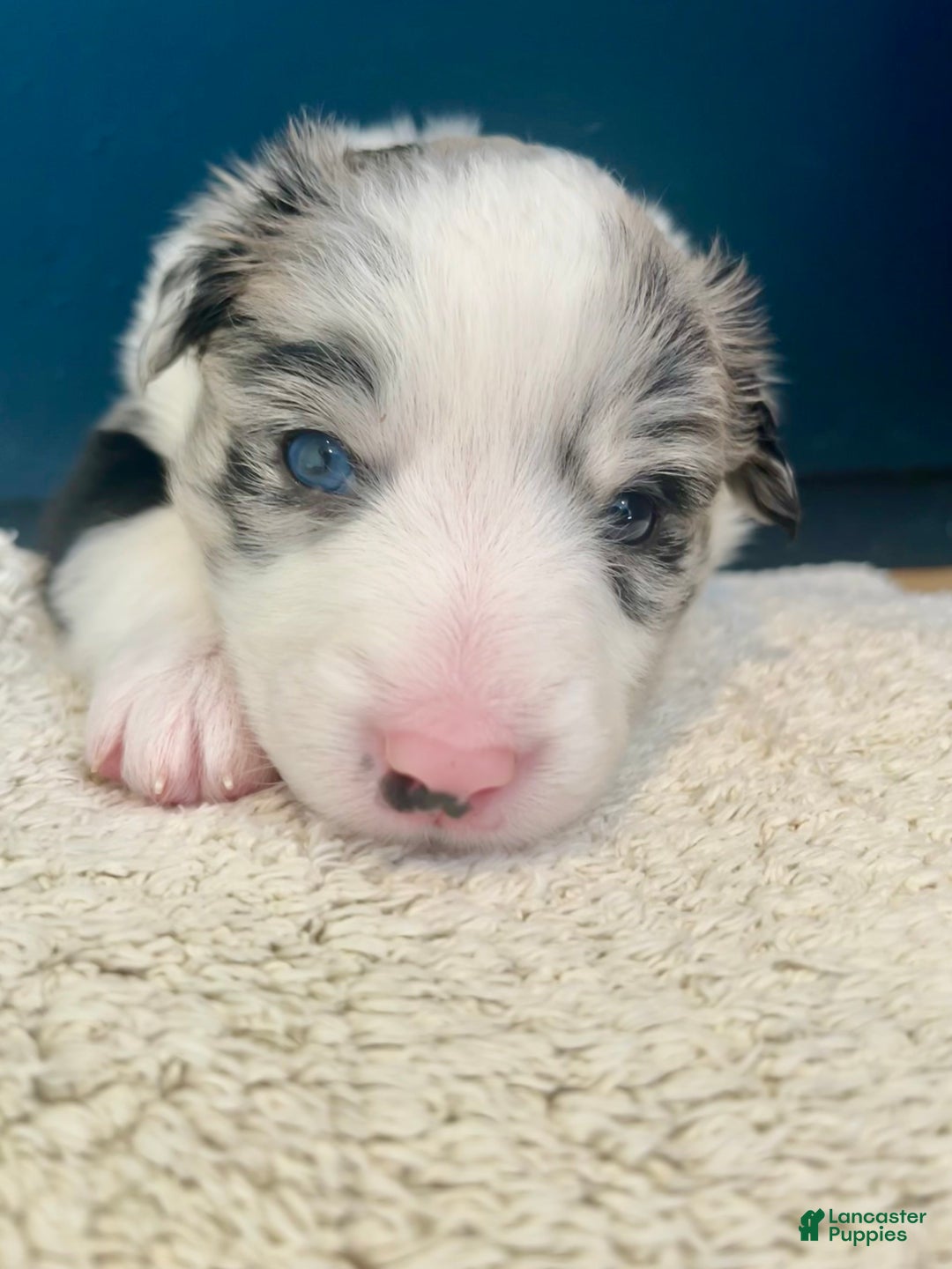 Mixed Breed dogs for sale: Wendy - Ad 7