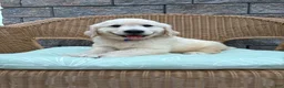 Golden Retriever dogs for sale: Gunner - Ad 5