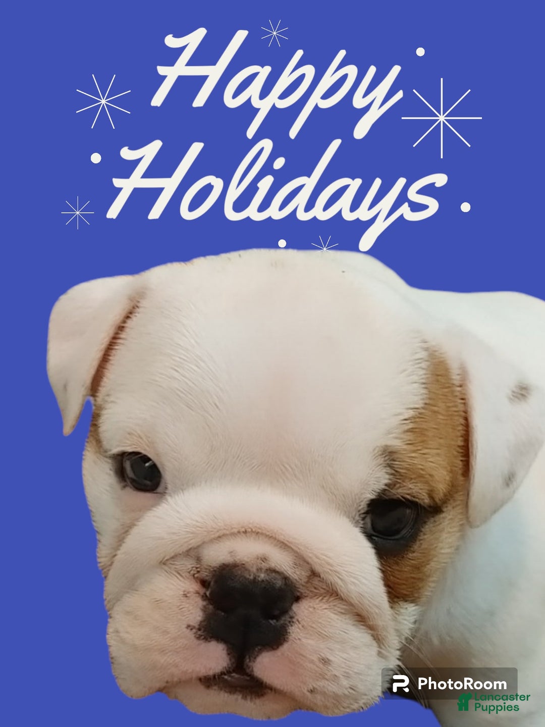 English Bulldog dogs for sale: Jamison - Ad 4