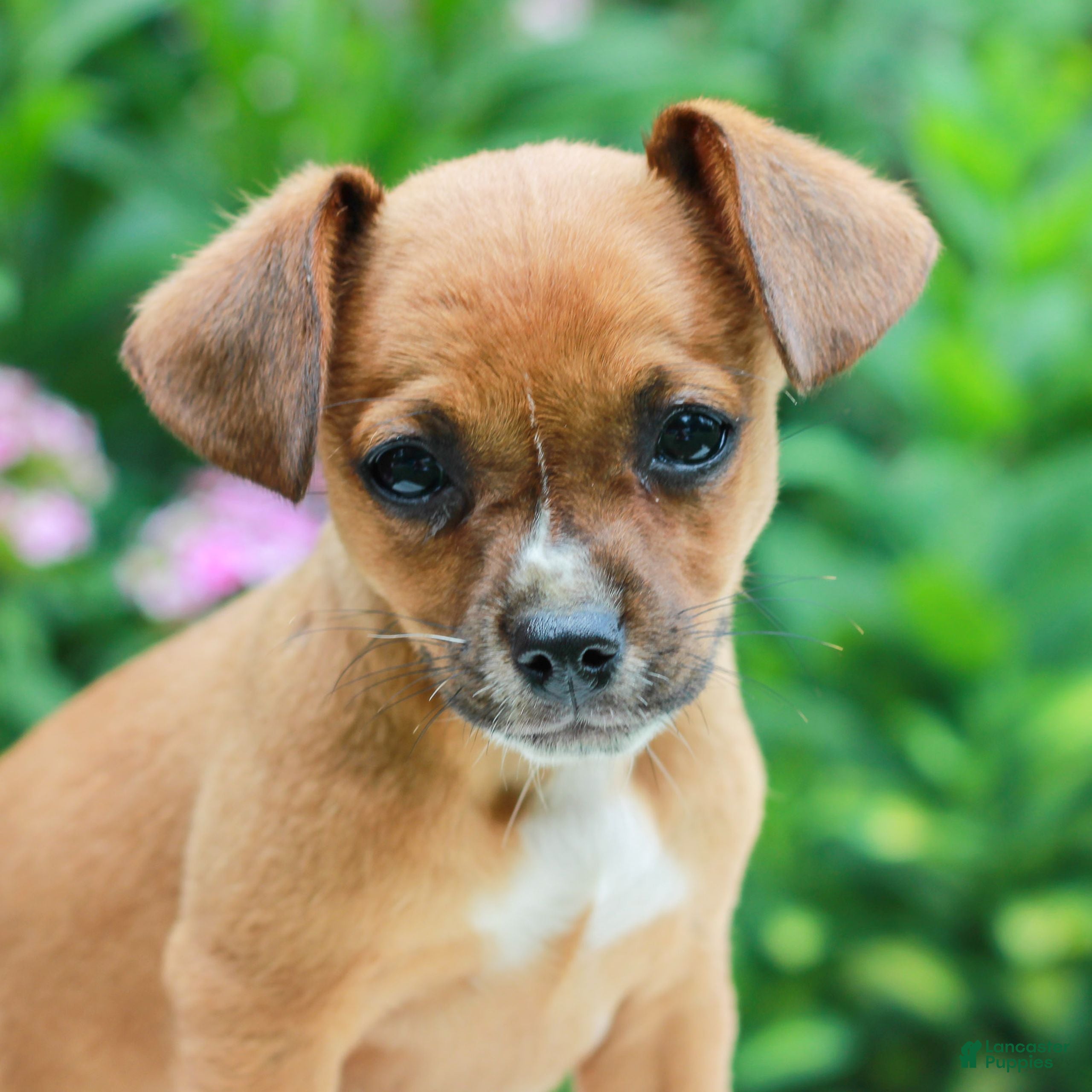 Mixed Breed dogs Heather  - Ad 1