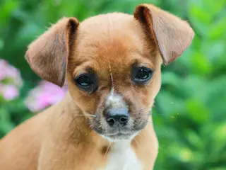 Mixed Breed dogs for sale: Heather - Ad 1