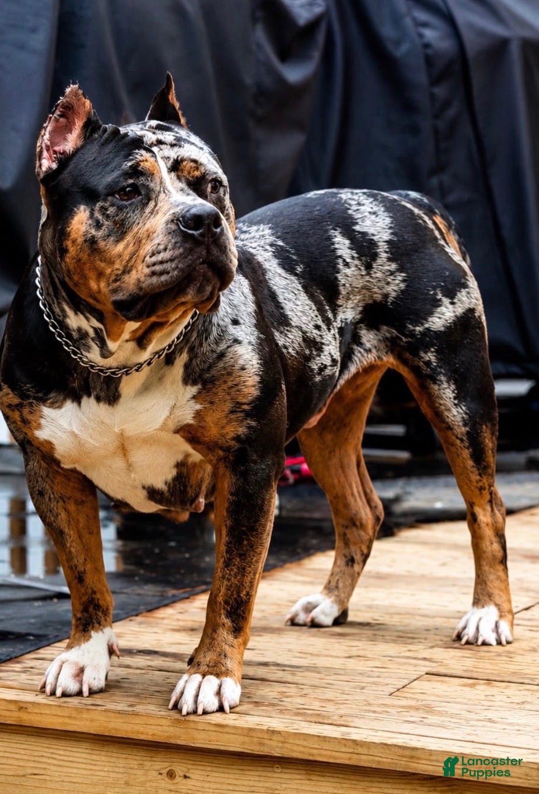 American Bully dogs American Bully 1 - Ad 2