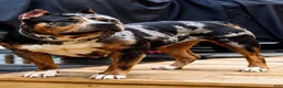 American Bully dogs for sale: American Bully 1 - Ad 2