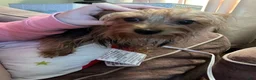 Yorkshire Terrier dogs for sale: Yorkshire Terrier Puppy 3 - Ad 4