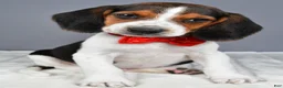 Beagle dogs for sale: Odin - Ad 6