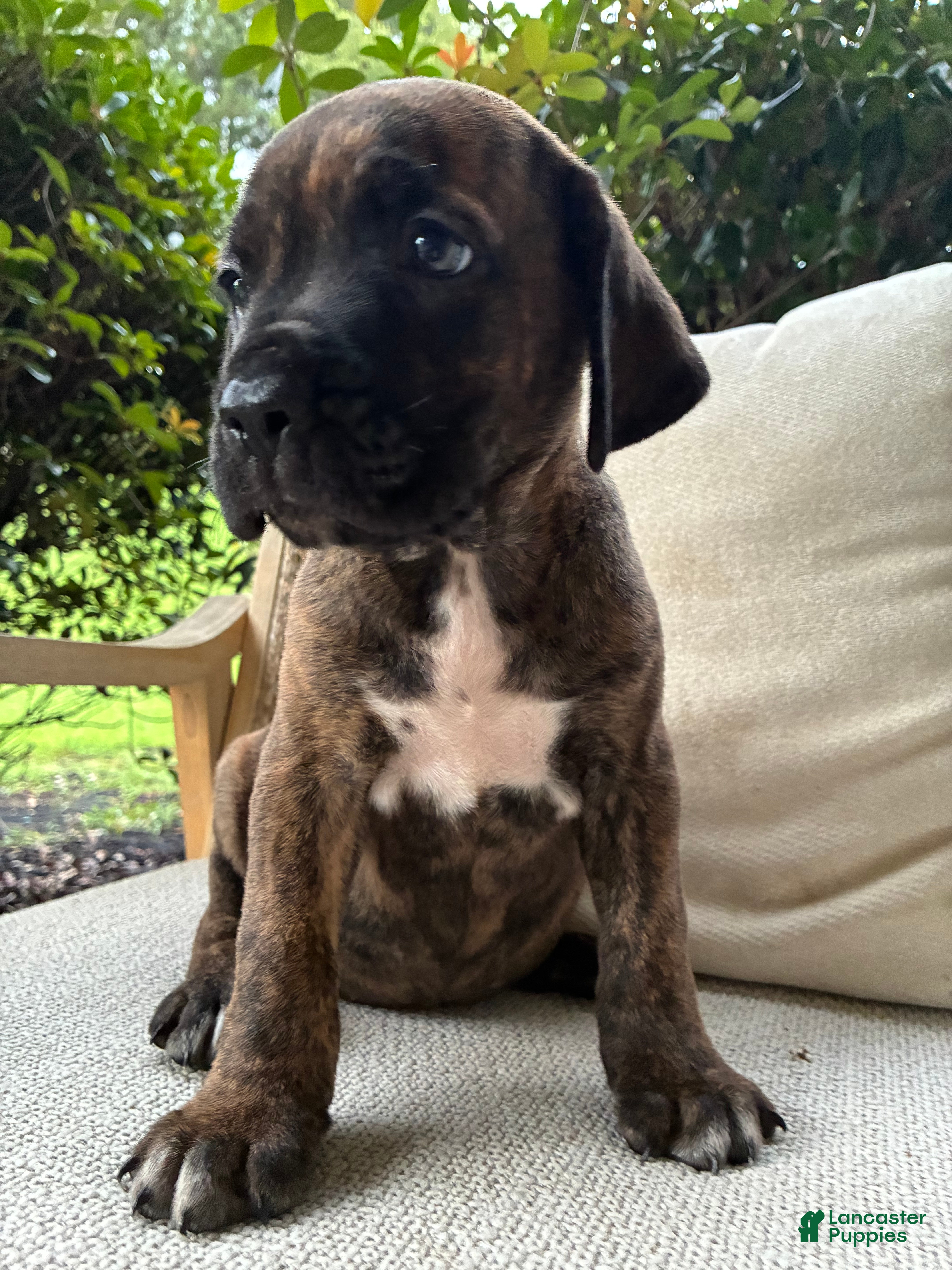 Cane Corso dogs for sale: Cane Corso Brindle  - Ad 2