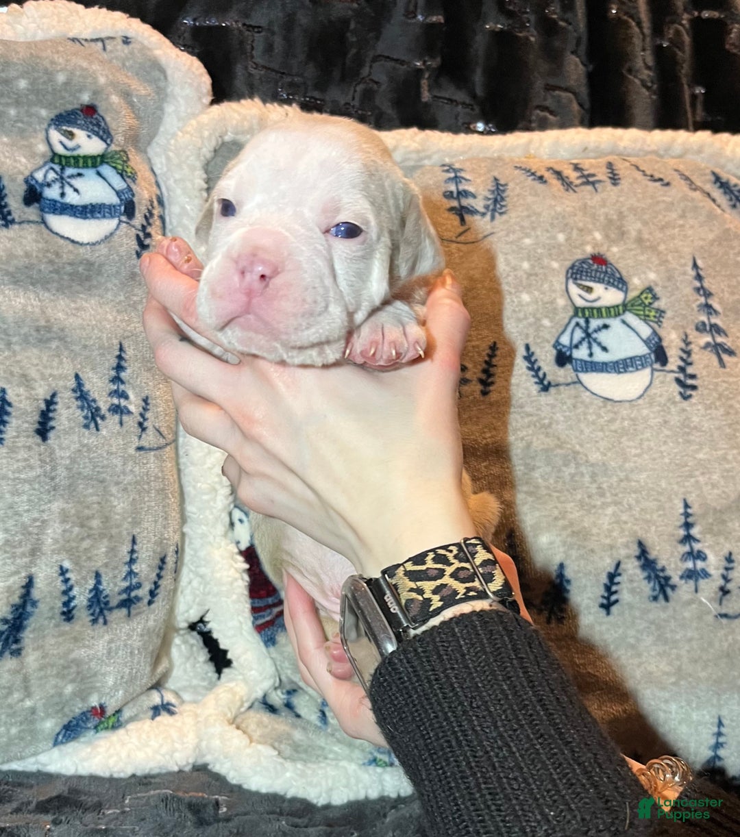 Olde English Bulldogge dogs for sale: John  - Ad 6