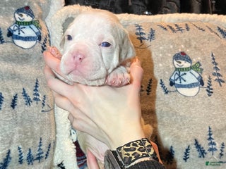 Olde English Bulldogge dogs John - Ad 3