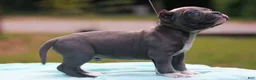 American Bully dogs for sale: Blue Male - Ad 5
