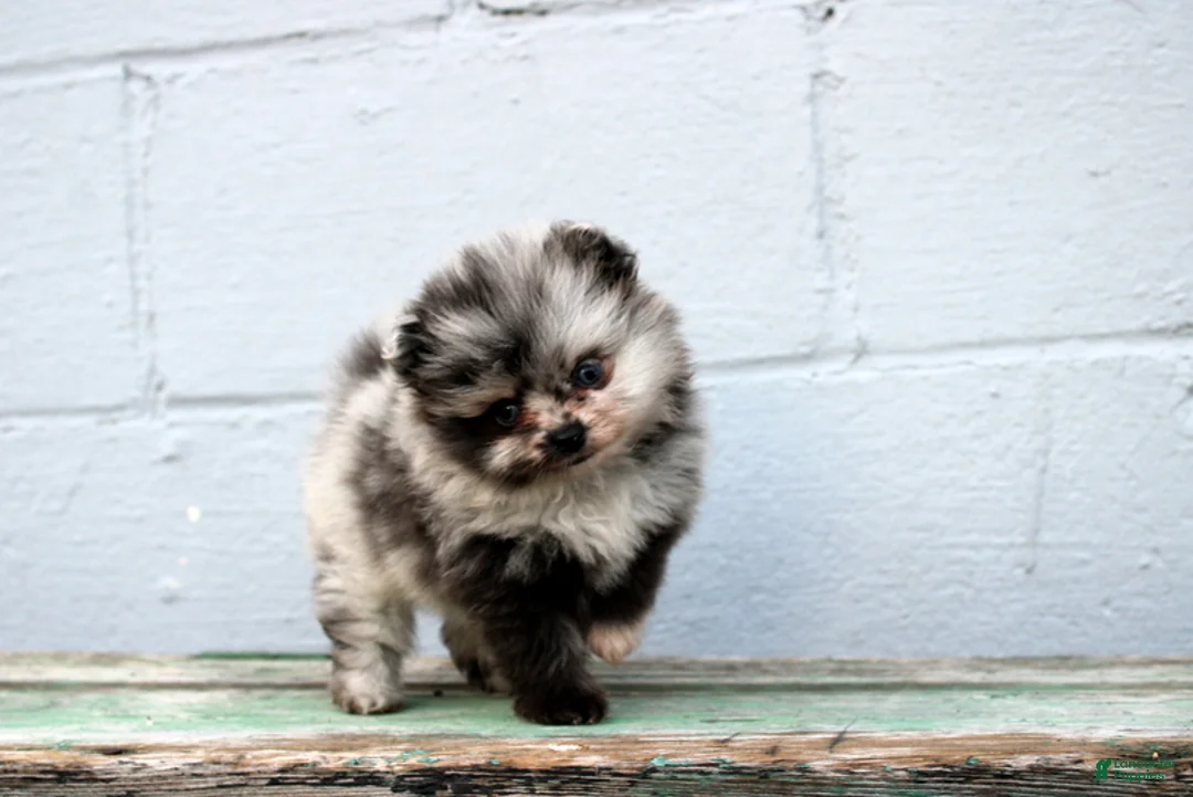 Pomeranian dogs for sale: Leona  - Ad 1
