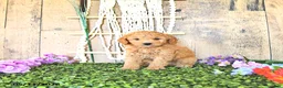 Mini Goldendoodle dogs for sale: Mr Thistle - Ad 4