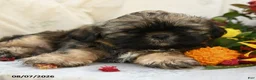Shih Tzu dogs for sale: Rusty - Ad 5