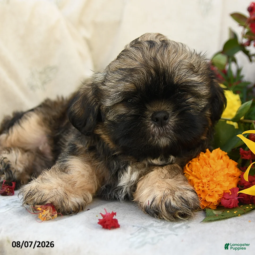 Shih Tzu dogs for sale: Rusty - Ad 5