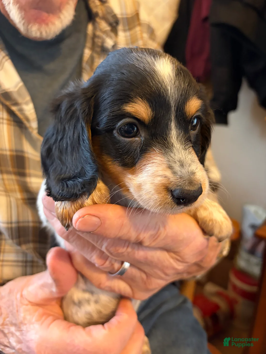 Dachshund dogs for sale: Cosmo - Ad 1