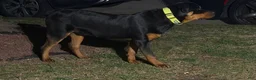 Rottweiler dogs for stud: Benzino  - Ad 2