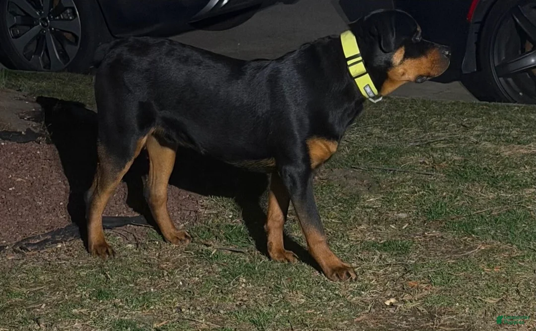 Rottweiler dogs for stud: Benzino  - Ad 2