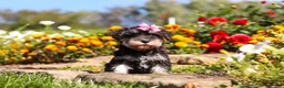 Miniature Schnauzer dogs for sale: Emmy - Ad 7