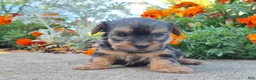 Yorkshire Terrier dogs for sale: Molly - Ad 4