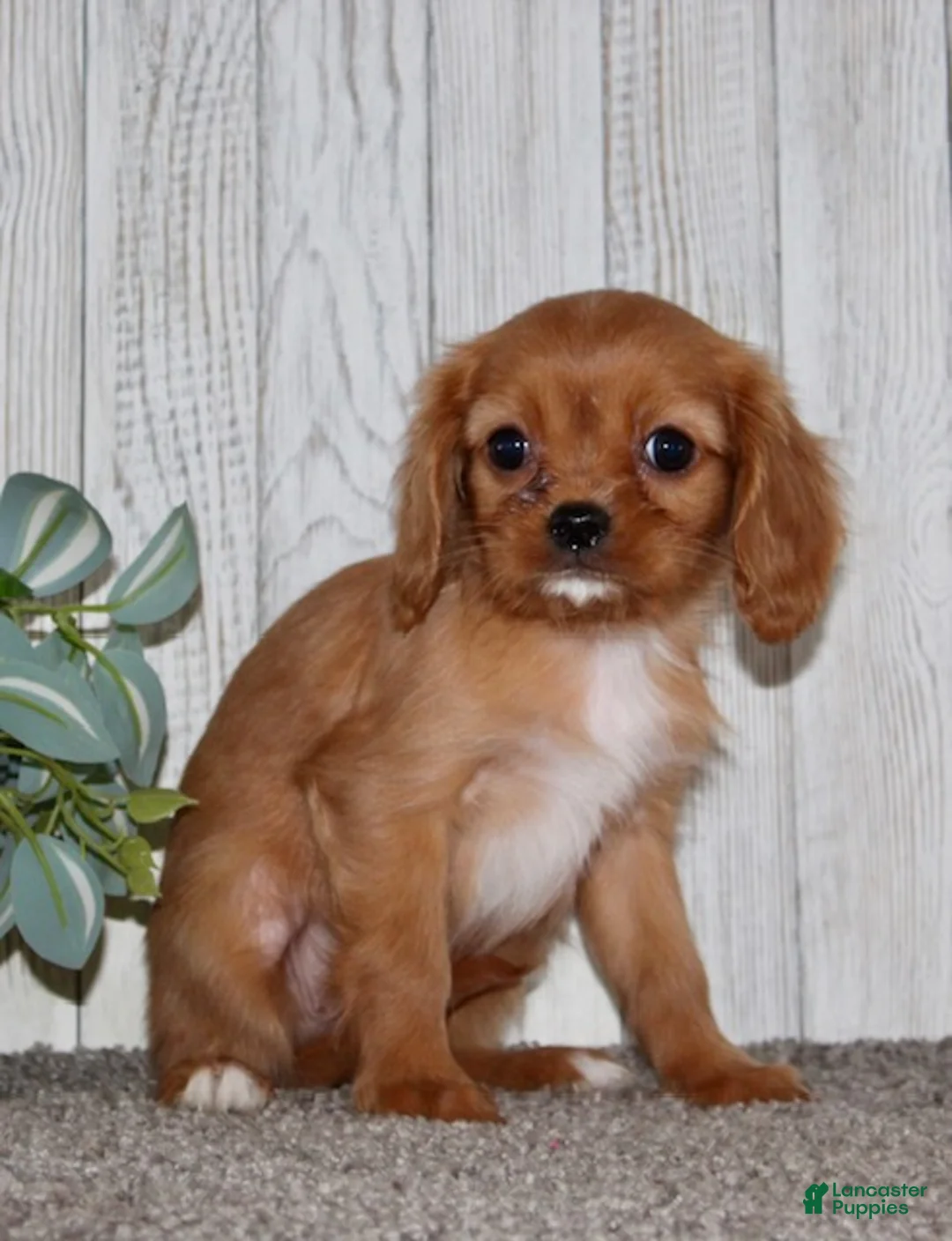Cavapoo dogs for sale: Elsa - Ad 5