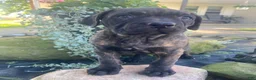 Cane Corso dogs for sale: Jenna - Ad 2
