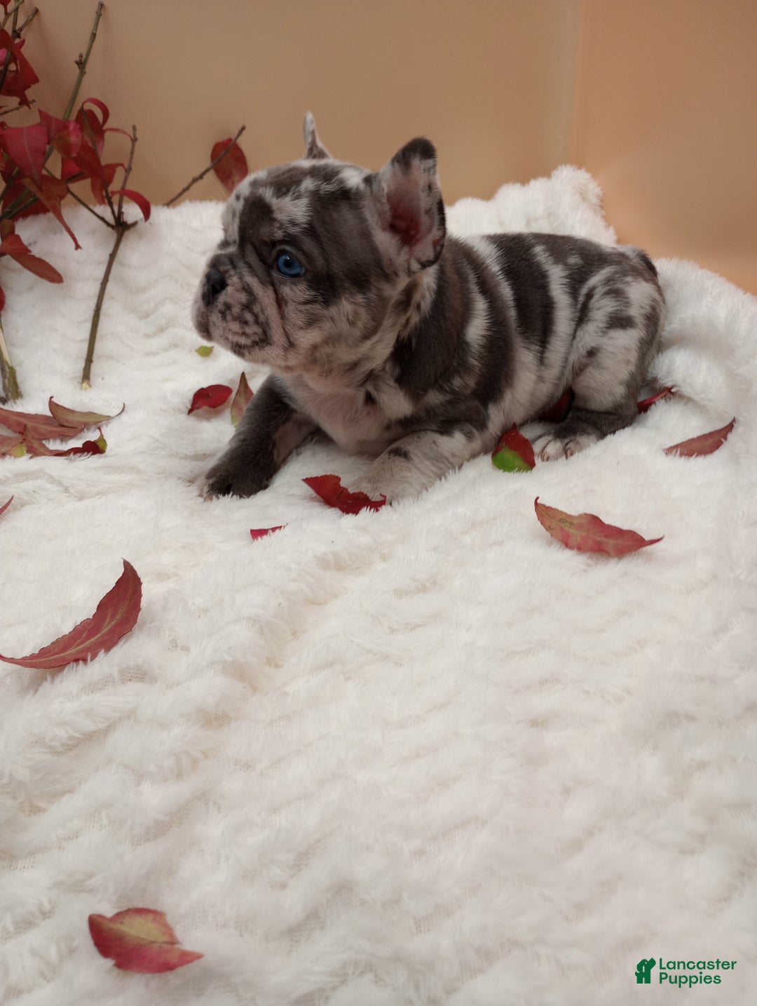 French Bulldog dogs for sale: Hunter  - Ad 8