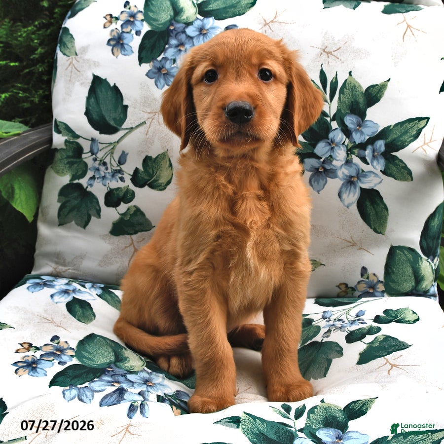 Golden Retriever dogs Lucky - Ad 1