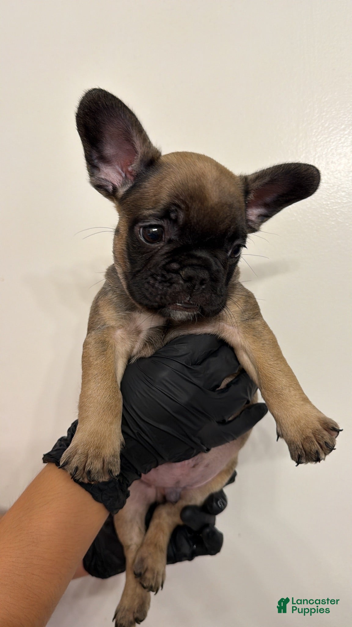 French Bulldog dogs French Bulldog 4 - Ad 10