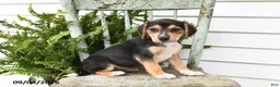 Beagle dogs for sale: Rita - Ad 3