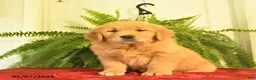 Golden Retriever dogs for sale: Winston  - Ad 3