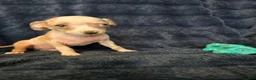 Chihuahua dogs for sale: Kash  - Ad 4