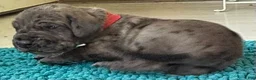 Great Dane dogs for sale: Red - Ad 3