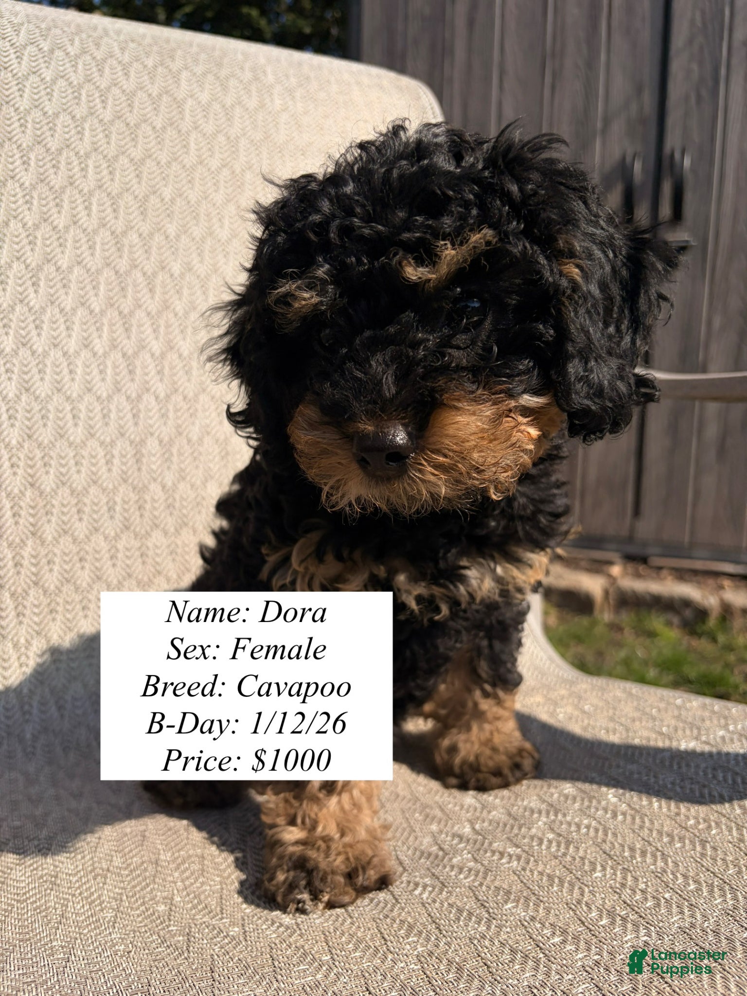 Cavapoo dogs Dora - Ad 42