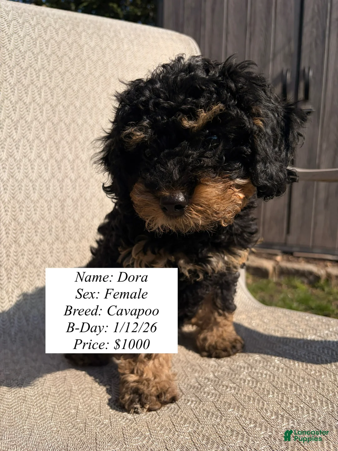 Cavapoo dogs for sale: Dora - Ad 1