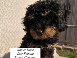 Cavapoo dogs Dora - Ad 42
