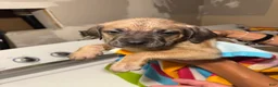 Mixed Breed dogs for sale: Mixed Breed 2 - Ad 2