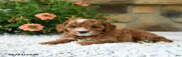 Cavapoo dogs for sale: William - Ad 5