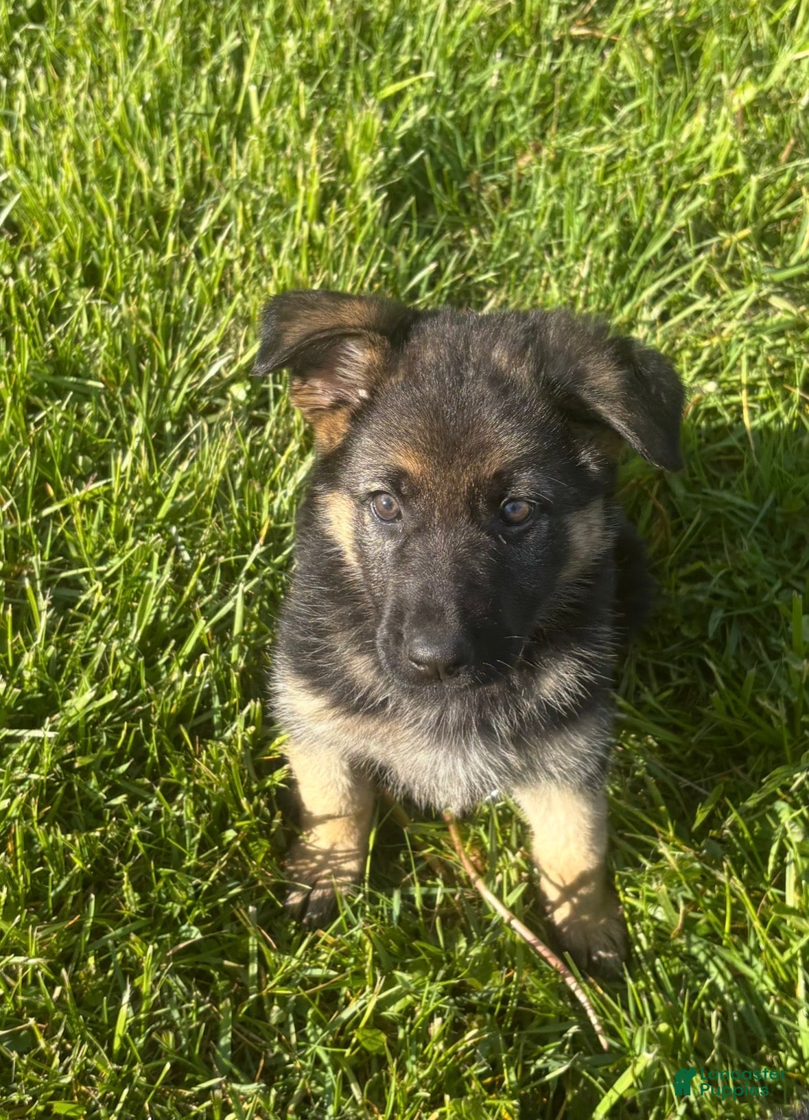 German Shepherd dogs Purple Collar Female  - Ad 1