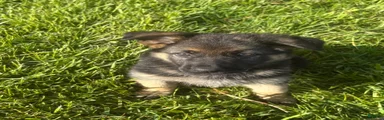 Purple Collar Female 