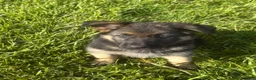 German Shepherd dogs for sale: Purple Collar Female  - Ad 1