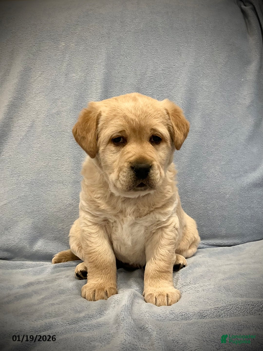 Labrador Retriever dogs for sale: Buddy - Ad 1