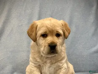 Labrador Retriever dogs Buddy - Ad 42