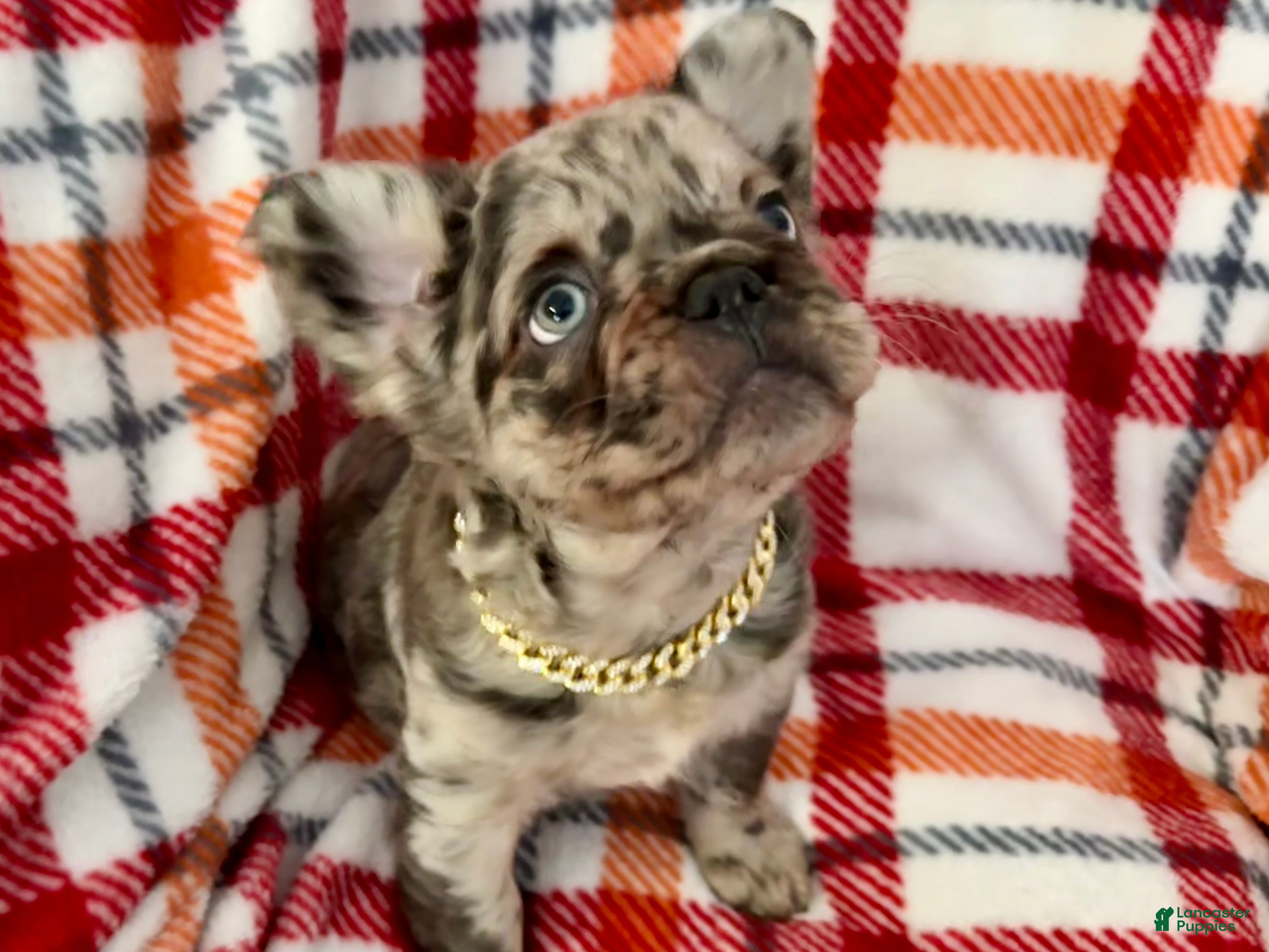 French Bulldog dogs Fluffy Merle (Asher) - Ad 2
