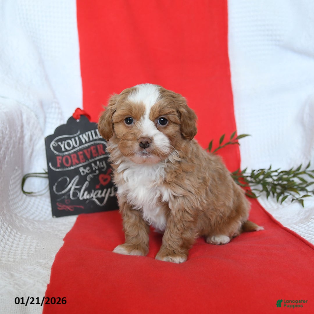 Shihpoo dogs for sale: Denver - Ad 4