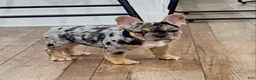 French Bulldog dogs for sale: French Bulldog 3 - Ad 2